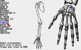 Bases de l'Anatomie (Les) atari screenshot